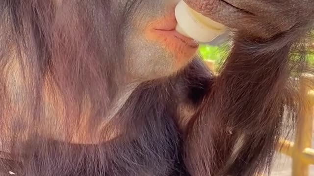 orangutans