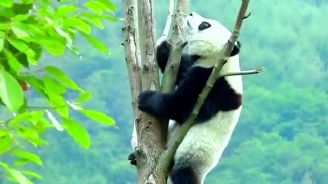 The lovely giant panda