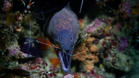 secrets of the sea