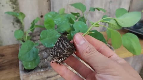 The secret from eggs and bananas to grow eggplants hanging upside down