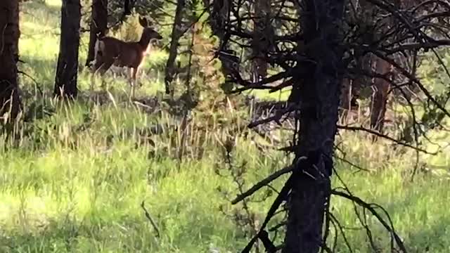 Muleys In The Pines ~ Mule Deer