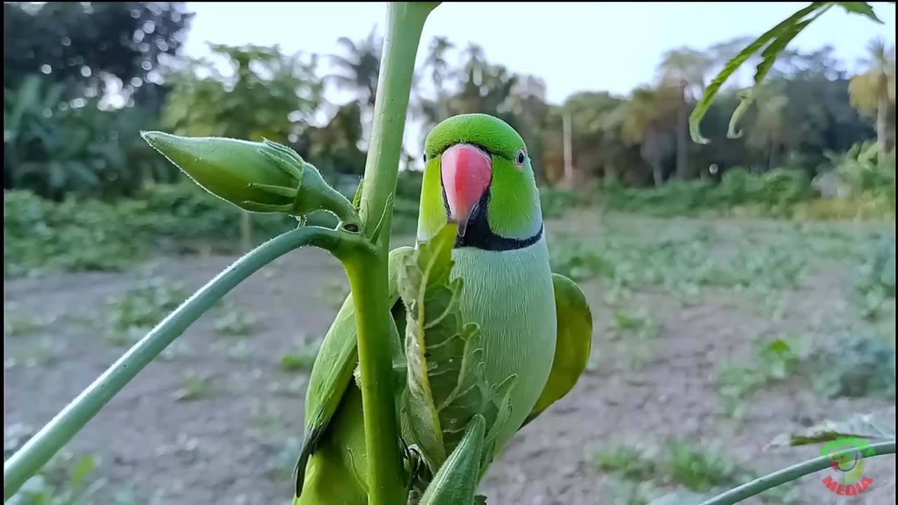 Parrot Eat your food see this 😯😯