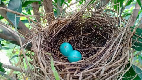 Robin eggs sky blue