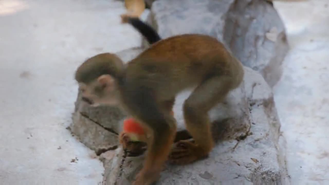 Watermelon for squirrel monkeys to cool down