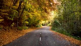 Autumn leave