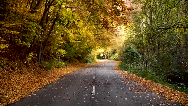 Autumn leave