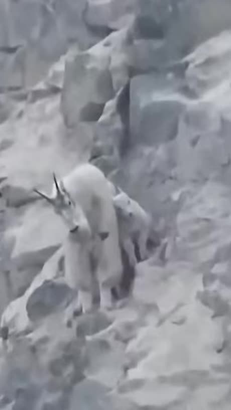 Black Bear🐻Trying To Eat Mountain Goats🐐F#UCKS UP BIG TIME⏱️👀