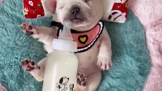 The dog drink milk fell asleep