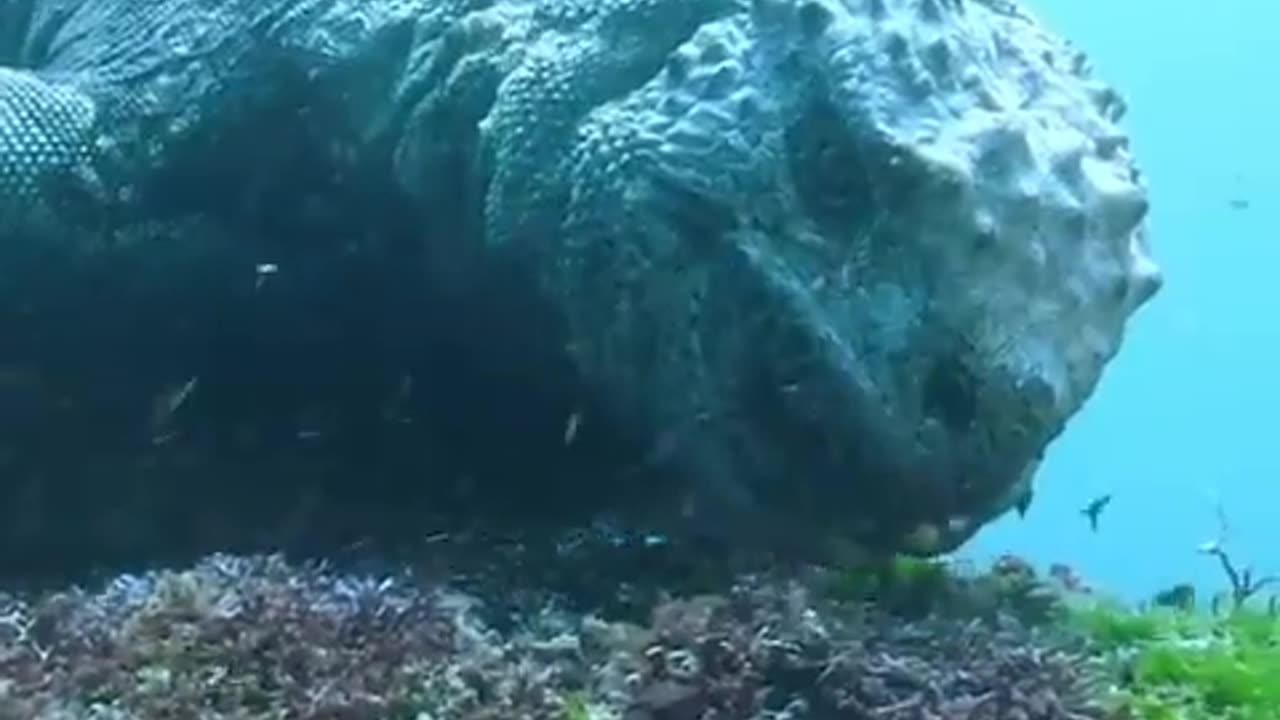 Baby Godzilla Resting