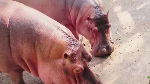A hippopotamus