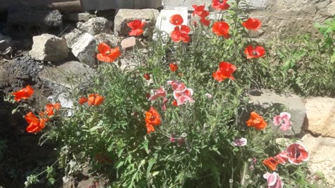 Poppies have grown