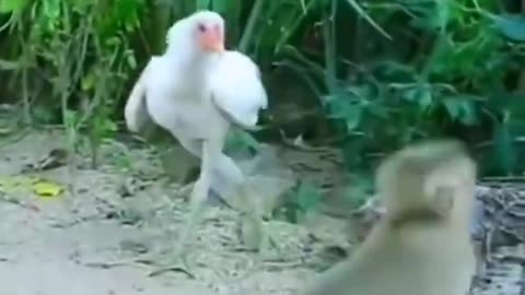 Boxing battle between monkey and chicken 😂😂😂 #Shorts