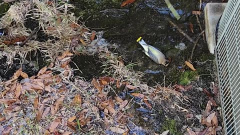 Olympic athlete bird on lazy river.