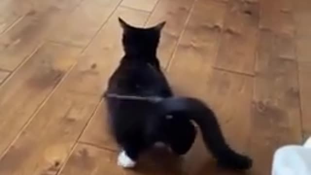 Funny cat compilation