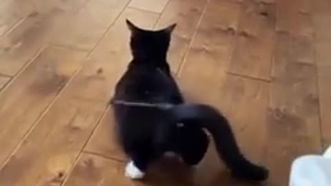 Funny cat compilation