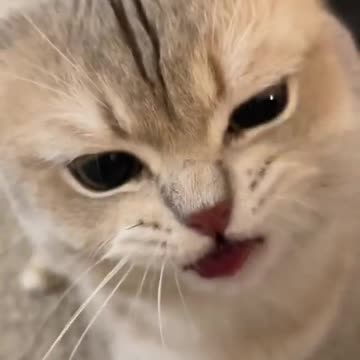 my secret to being a trumpet nom nom eat with bigger bites , meow