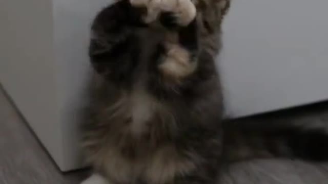 This cute kitten can really stand up