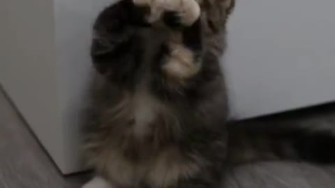 This cute kitten can really stand up