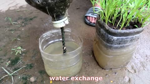 How to grow vegetable in plastic bottles for beginners