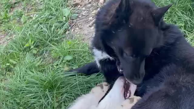 a very obsessive corgi haunts all his friends