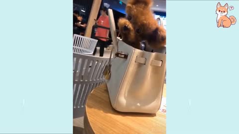 Try Not To Laugh | Ultimate Funny Dog Video Compilation | Funny Pet Videos