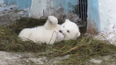 Белый медвежонок Шилка. Shilka little bear.Новосибирский зоопарк, Baby Polar Bear