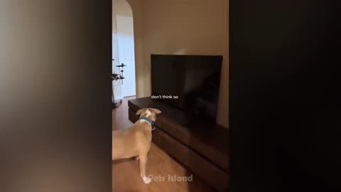 Clips of hilarious animals that will crack you up (#funny animal videos) (#pets)