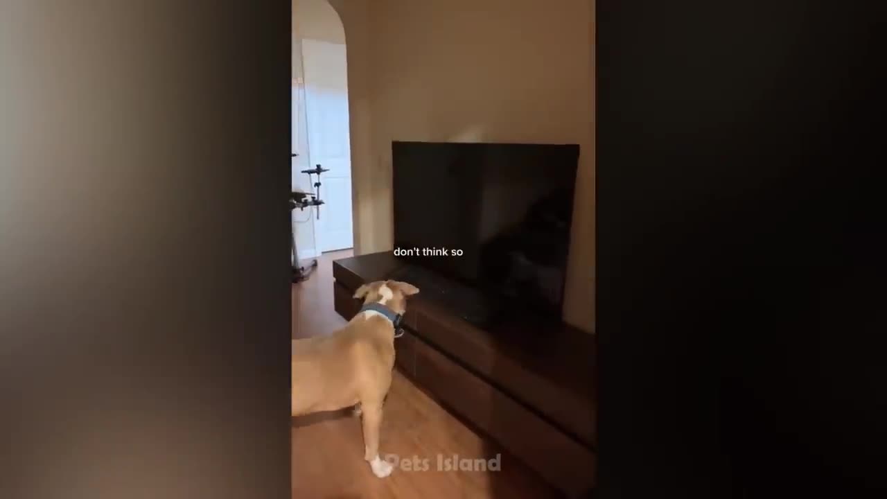 Clips of hilarious animals that will crack you up (#funny animal videos) (#pets)
