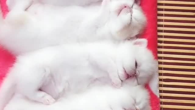 OMG So Cute Cats ♥ Best Funny Cat ❤️🐈Videos 2021 #shorts