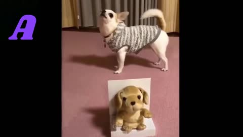 Funny video of dogs and cats.