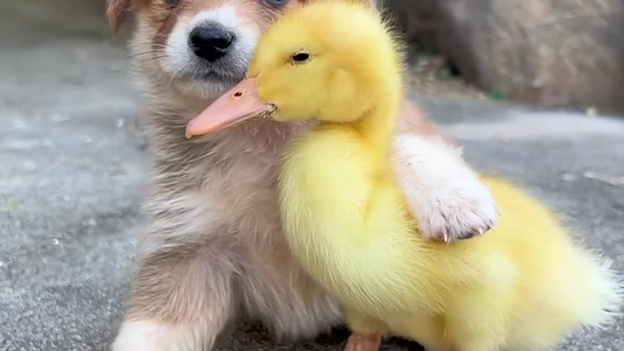 Cute puppy with ducky😍😍😍😍