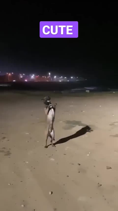 Dog funny dance