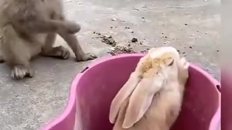 Funny monkey,dog and rabbit