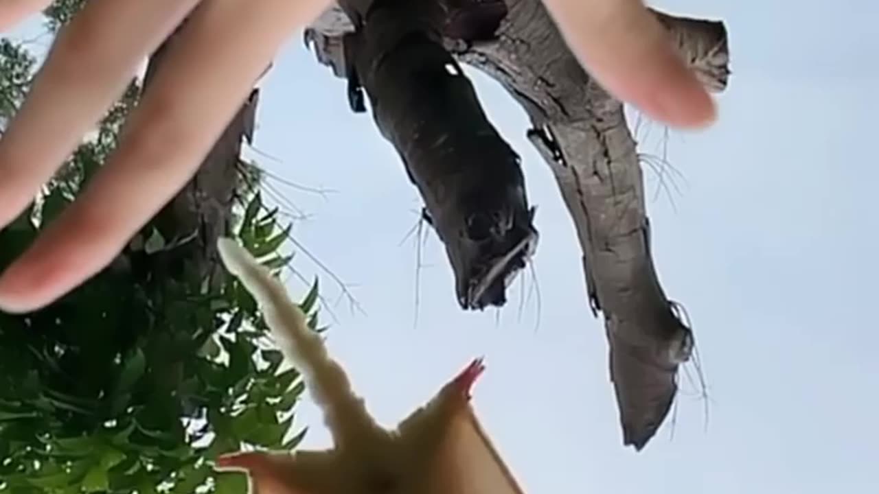 Funny animals video/cut animals video/cute bat video/hilarious pet video/cute video