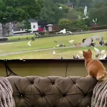 Cat Fanny vs tele hhhh