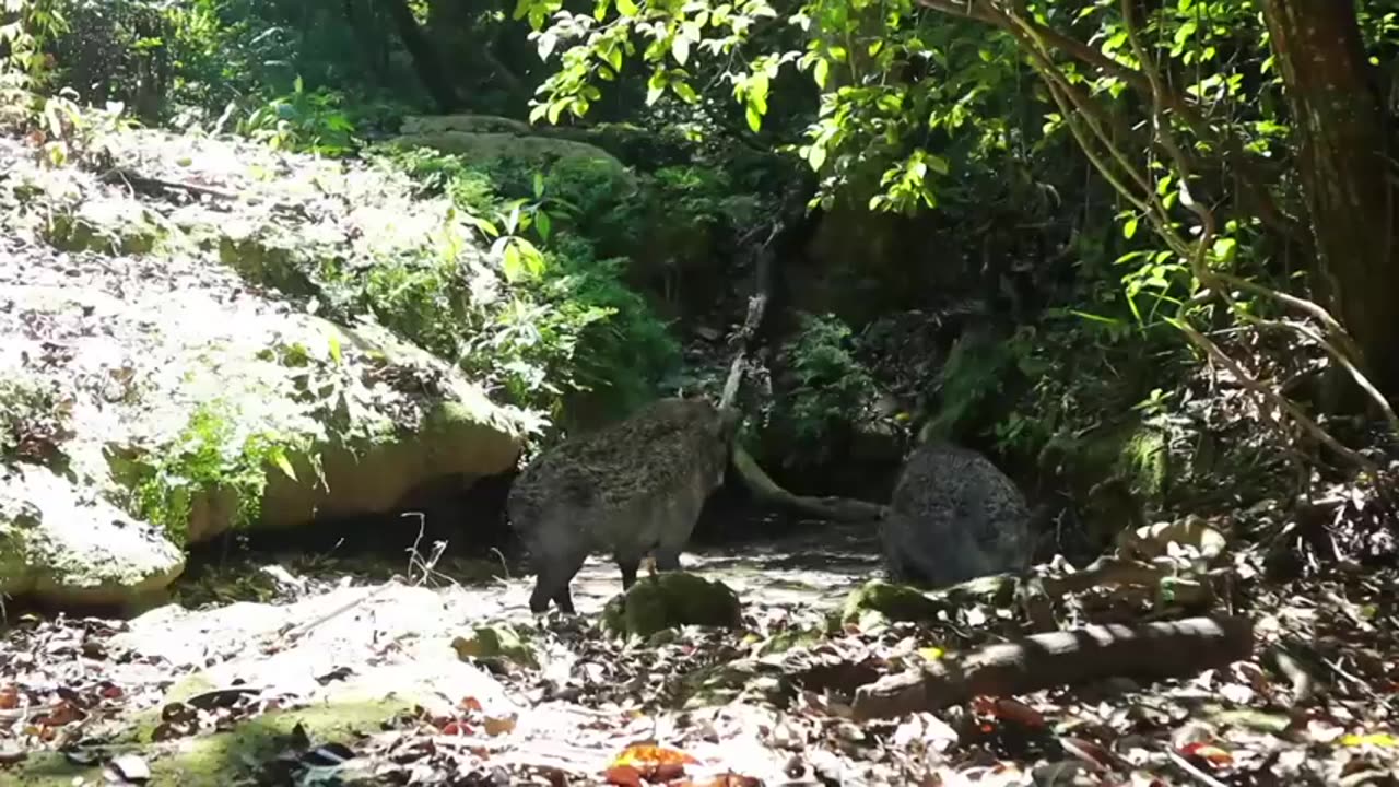 tiger in big jungle the girl afraid of tiger 2023