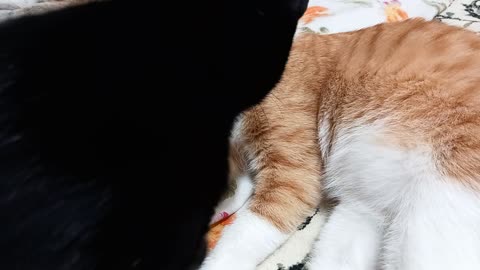 Daily life of cats with us