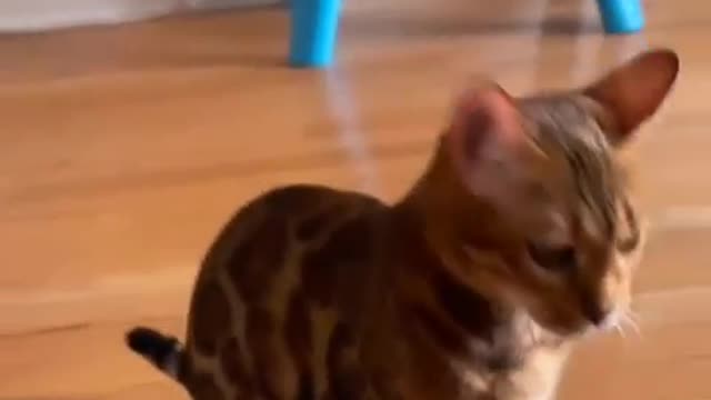 The roomba Kitty!🤣