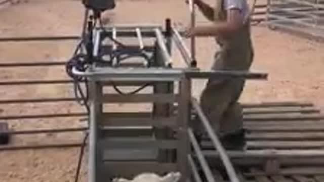 Kid weighs sheep in a most technological way