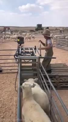 Kid weighs sheep in a most technological way