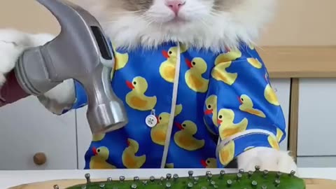 Time to show some real skills. #ThatLittlePuff #Puffanythingyoulike #cats