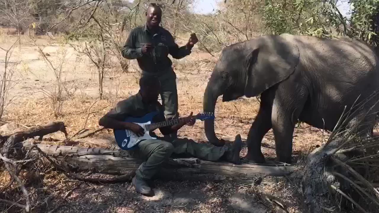 Elephant listening music and dance