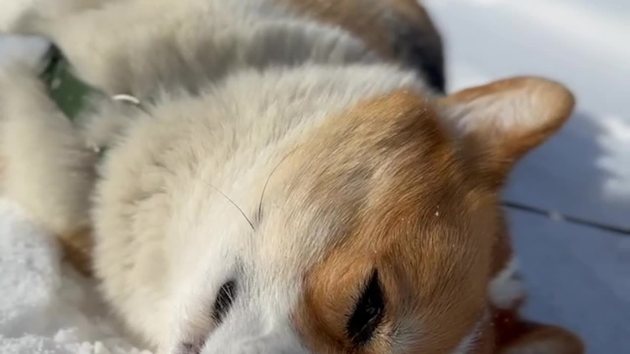 Funny Corgi continues to strike 😁