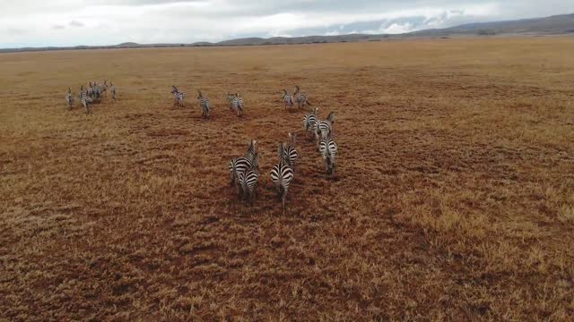 Zebra Wild Animals | Amazing African Wildlife Footage | The Animals of Africa