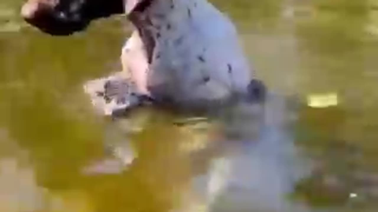 Funny Videos