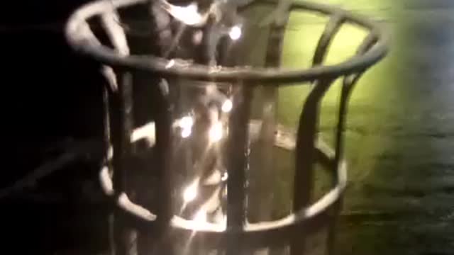 dog video