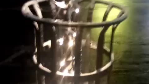 dog video