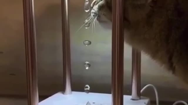 The cat wants to drink and no matter where