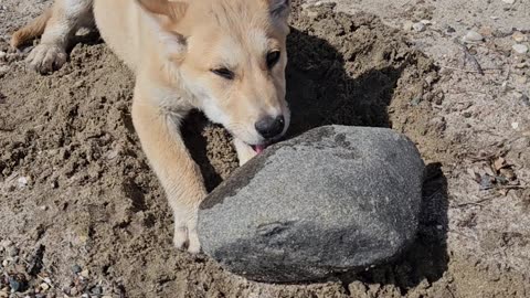 Koda and the rock