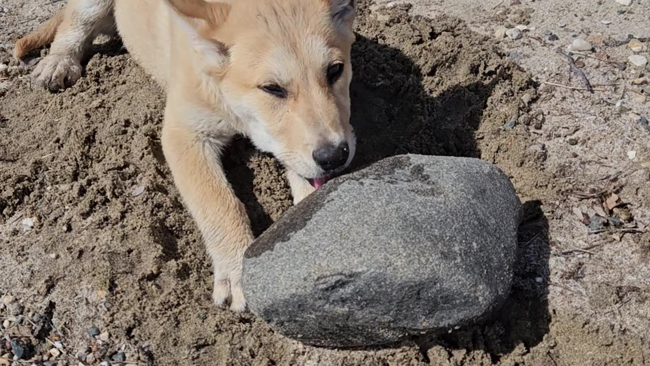 Koda and the rock
